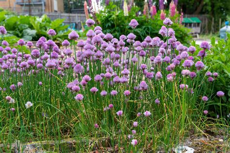 Are Chive Flowers Edible? A Culinary Exploration Beyond the Ordinary