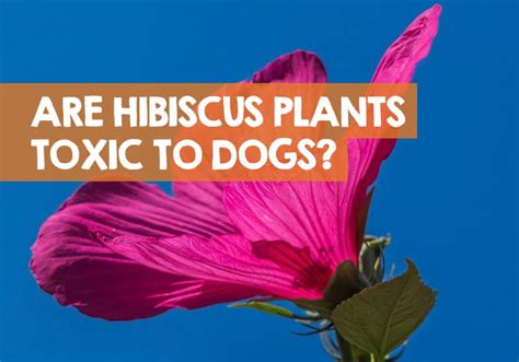 Are Hibiscus Flowers Poisonous to Dogs? And Why Do Dogs Love Chasing Butterflies?