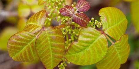 Does Poison Ivy Have Flowers? Exploring the Intricacies of Nature's Paradox