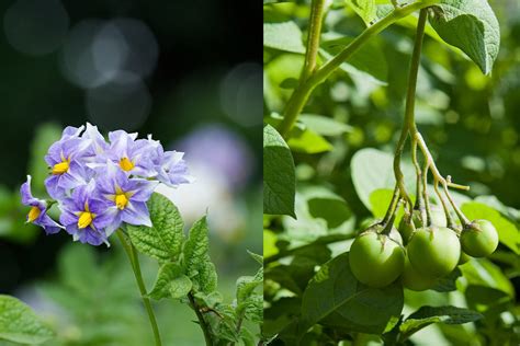 Does Removing Potato Flowers Increase Yield? A Dive into the Garden of Curiosities