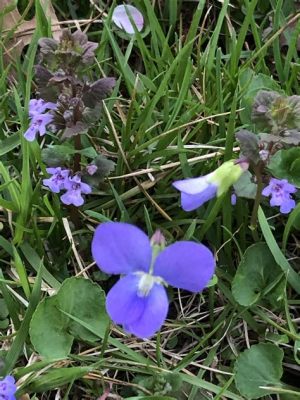 What are the little purple flowers in my lawn, and why do they make me question the nature of beauty?