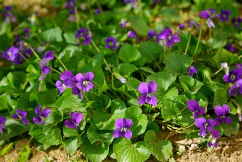 What Are the Little Purple Flowers in My Yard, and Why Do They Make Me Question Reality?